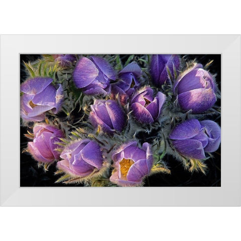 Canada-Manitoba-Sandilands Provincial Forest Prairie crocus flowers close-up White Modern Wood Framed Art Print by Jaynes Gallery