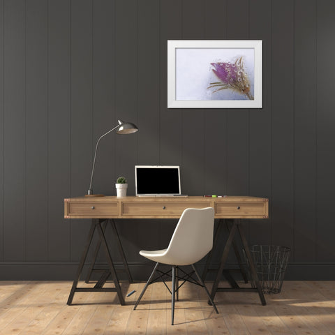 Canada-Manitoba-Sandilands Provincial Forest Prairie crocus flowers close-up through window White Modern Wood Framed Art Print by Jaynes Gallery