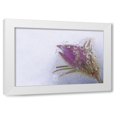 Canada-Manitoba-Sandilands Provincial Forest Prairie crocus flowers close-up through window White Modern Wood Framed Art Print by Jaynes Gallery