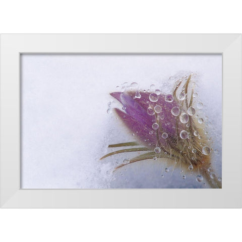Canada-Manitoba-Sandilands Provincial Forest Prairie crocus flowers close-up through window White Modern Wood Framed Art Print by Jaynes Gallery