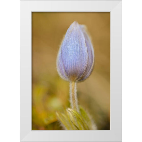 Canada-Manitoba-Libau Prairie crocus flower close-up White Modern Wood Framed Art Print by Jaynes Gallery
