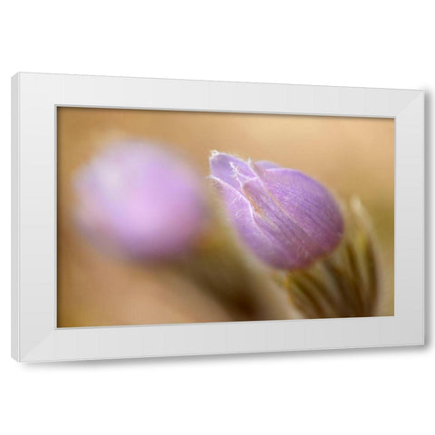 Canada-Manitoba-Libau Prairie crocus flower close-up White Modern Wood Framed Art Print by Jaynes Gallery
