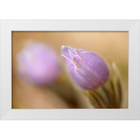 Canada-Manitoba-Libau Prairie crocus flower close-up White Modern Wood Framed Art Print by Jaynes Gallery