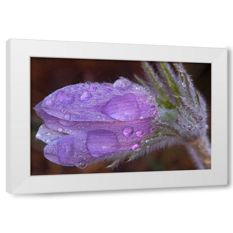 Canada-Manitoba-Sandilands Provincial Forest Prairie crocus flowers with dew lose-up White Modern Wood Framed Art Print by Jaynes Gallery