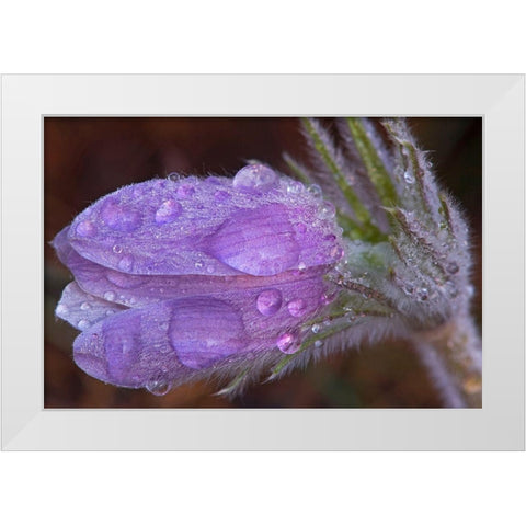 Canada-Manitoba-Sandilands Provincial Forest Prairie crocus flowers with dew lose-up White Modern Wood Framed Art Print by Jaynes Gallery