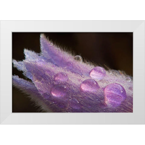 Canada-Manitoba-Sandilands Provincial Forest Prairie crocus flowers with dew lose-up White Modern Wood Framed Art Print by Jaynes Gallery