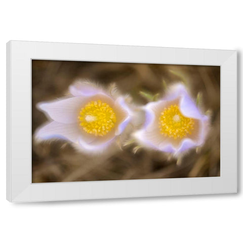 Canada-Manitoba-Winnipeg Close-up of prairie crocus flowers White Modern Wood Framed Art Print by Jaynes Gallery