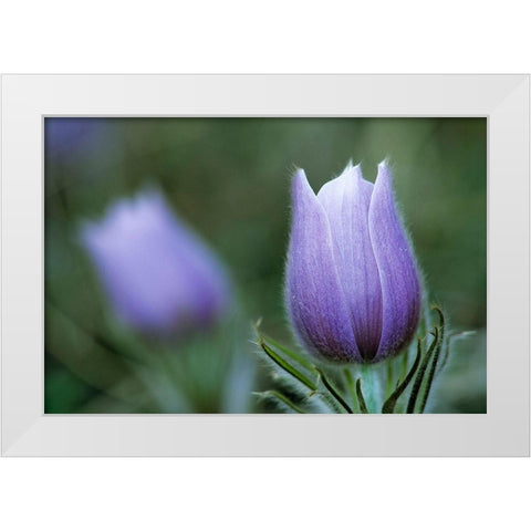 Canada-Manitoba-Sandilands Provincial Forest Prairie crocus flower close-up White Modern Wood Framed Art Print by Jaynes Gallery
