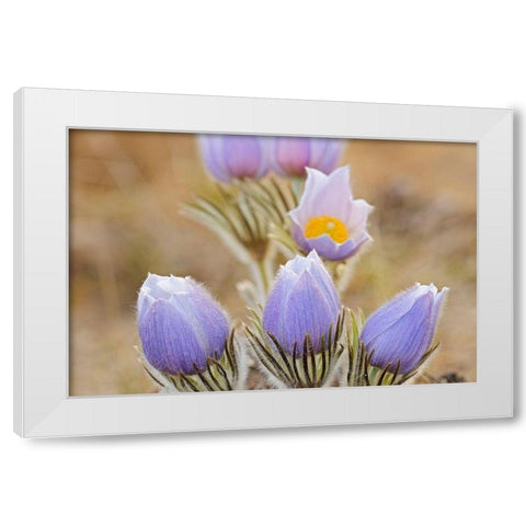 Canada-Manitoba Prairie crocus flowers close-up White Modern Wood Framed Art Print by Jaynes Gallery