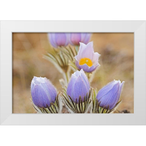 Canada-Manitoba Prairie crocus flowers close-up White Modern Wood Framed Art Print by Jaynes Gallery