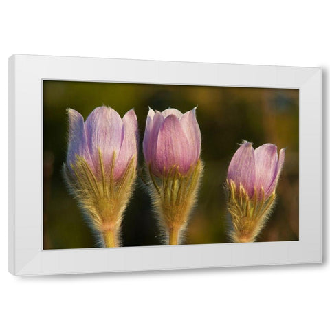Canada-Manitoba-Sandilands Provincial Forest Prairie crocus flowers close-up White Modern Wood Framed Art Print by Jaynes Gallery