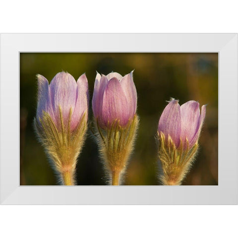 Canada-Manitoba-Sandilands Provincial Forest Prairie crocus flowers close-up White Modern Wood Framed Art Print by Jaynes Gallery