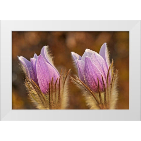 Canada-Manitoba-Sandilands Provincial Forest Prairie crocus flowers close-up White Modern Wood Framed Art Print by Jaynes Gallery