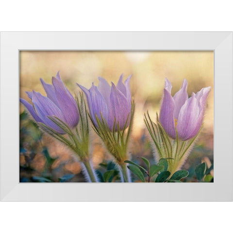 Canada-Manitoba-Sandilands Provincial Forest Prairie crocus flowers close-up White Modern Wood Framed Art Print by Jaynes Gallery