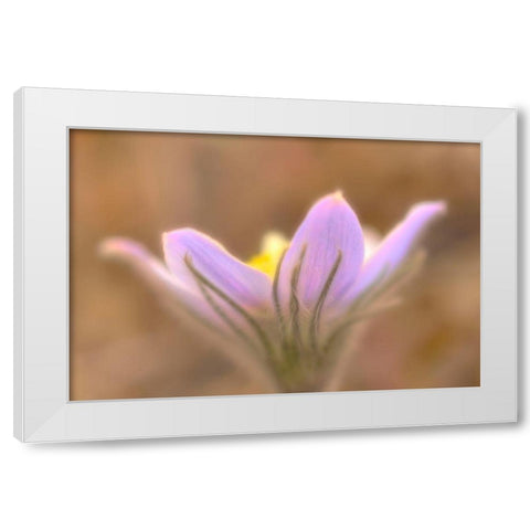 Canada-Manitoba-Libau Prairie crocus flower close-up White Modern Wood Framed Art Print by Jaynes Gallery