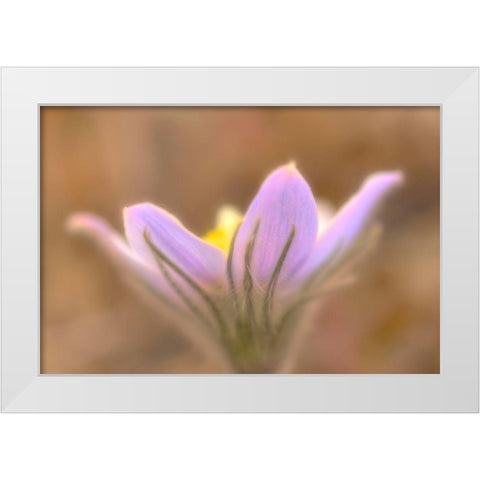 Canada-Manitoba-Libau Prairie crocus flower close-up White Modern Wood Framed Art Print by Jaynes Gallery