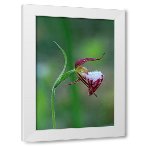 Canada-Manitoba-Sandilands Provincial Forest Rams-head ladys-slipper flower close-up White Modern Wood Framed Art Print by Jaynes Gallery