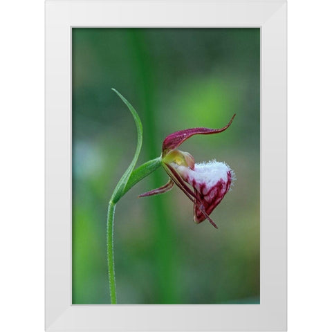 Canada-Manitoba-Sandilands Provincial Forest Rams-head ladys-slipper flower close-up White Modern Wood Framed Art Print by Jaynes Gallery