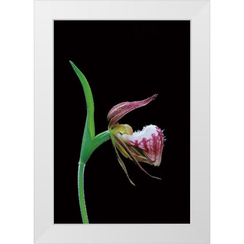 Canada-Manitoba-Sandilands Provincial Forest Rams-head ladys-slipper flower close-up White Modern Wood Framed Art Print by Jaynes Gallery