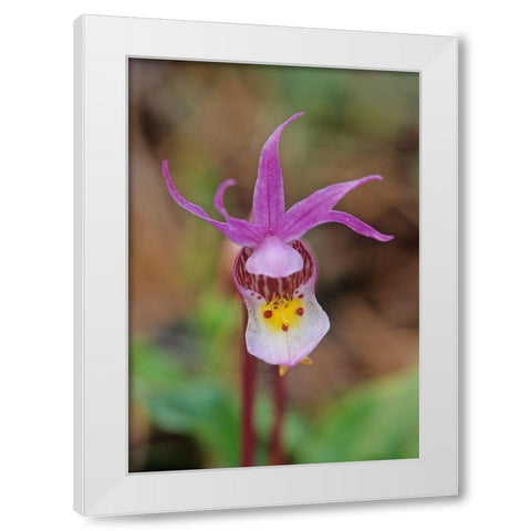 Canada-Manitoba-Agassiz Provincial Forest Calypso orchid close-up White Modern Wood Framed Art Print by Jaynes Gallery