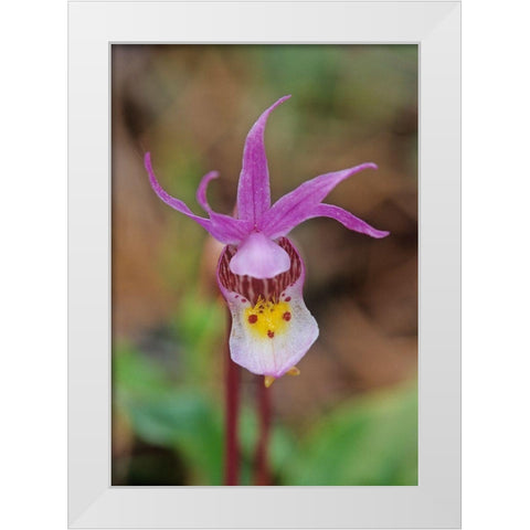 Canada-Manitoba-Agassiz Provincial Forest Calypso orchid close-up White Modern Wood Framed Art Print by Jaynes Gallery