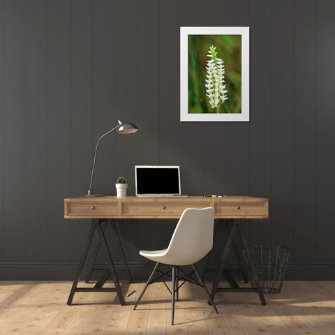 Canada-Manitoba-Tall-grass Prairie Preserve Great Plains ladys tresses orchids White Modern Wood Framed Art Print by Jaynes Gallery