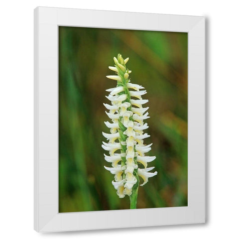 Canada-Manitoba-Tall-grass Prairie Preserve Great Plains ladys tresses orchids White Modern Wood Framed Art Print by Jaynes Gallery