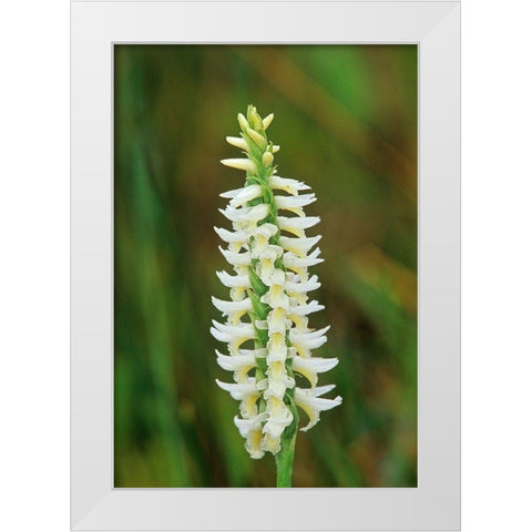 Canada-Manitoba-Tall-grass Prairie Preserve Great Plains ladys tresses orchids White Modern Wood Framed Art Print by Jaynes Gallery