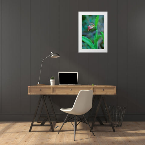 Canada-Manitoba-Gypsumville Rams-head ladys-slipper flower close-up White Modern Wood Framed Art Print by Jaynes Gallery