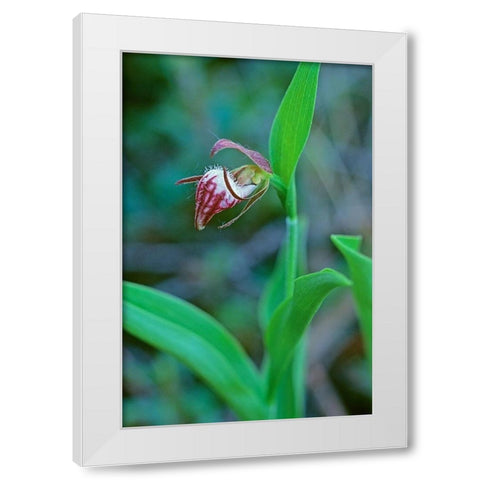 Canada-Manitoba-Gypsumville Rams-head ladys-slipper flower close-up White Modern Wood Framed Art Print by Jaynes Gallery