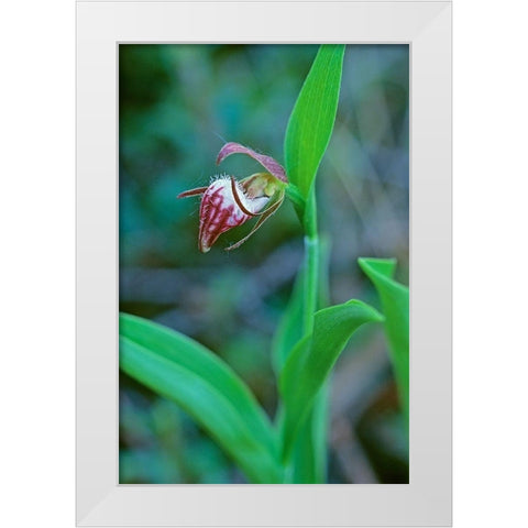 Canada-Manitoba-Gypsumville Rams-head ladys-slipper flower close-up White Modern Wood Framed Art Print by Jaynes Gallery