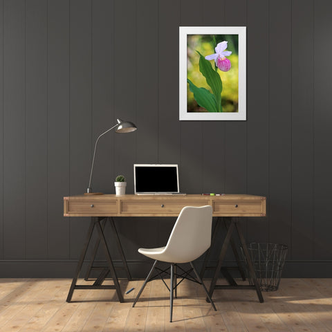 Canada-Manitoba-Agassiz Provincial Forest Showy ladys slipper orchid close-up White Modern Wood Framed Art Print by Jaynes Gallery