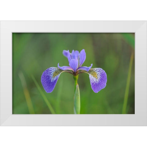Canada-Manitoba-Whiteshell Provincial Park Blue flag iris in field White Modern Wood Framed Art Print by Jaynes Gallery