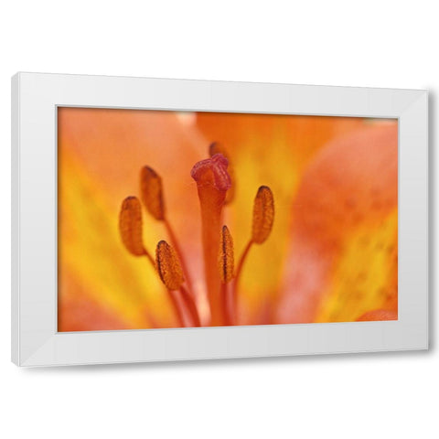 Canada-Manitoba-Tall-grass Prairie Preserve Wood lily detail White Modern Wood Framed Art Print by Jaynes Gallery