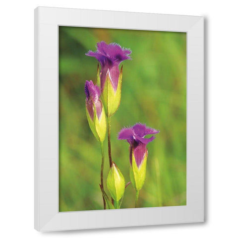 Canada-Manitoba-Tall-grass Prairie Preserve Fringed gentian flowers close-up White Modern Wood Framed Art Print by Jaynes Gallery