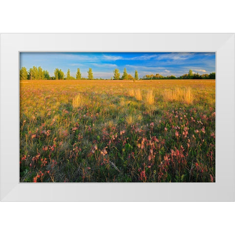 Canada-Manitoba-Birds Hill Provincial Park Three-flowered avens flowers and seed heads in field White Modern Wood Framed Art Print by Jaynes Gallery