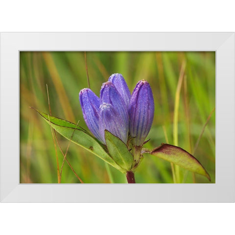 Canada-Manitoba-Tall-grass Prairie Preserve Closed gentian flower close-up White Modern Wood Framed Art Print by Jaynes Gallery