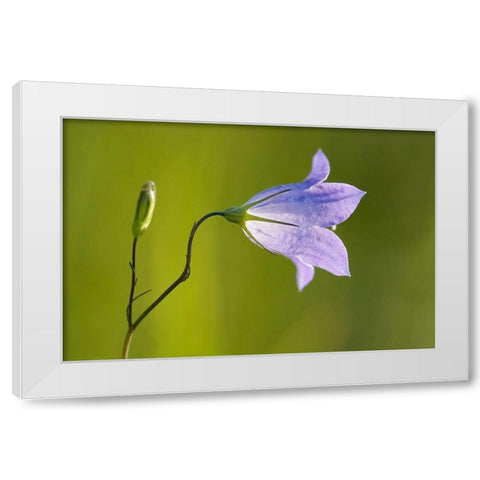 Canada-Manitoba-Winnipeg Close-up of harebells blossom White Modern Wood Framed Art Print by Jaynes Gallery