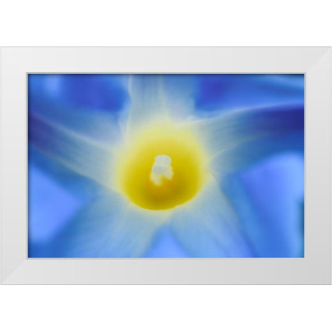 Canada-Manitoba-Winnipeg Morning glory blossom close-up White Modern Wood Framed Art Print by Jaynes Gallery