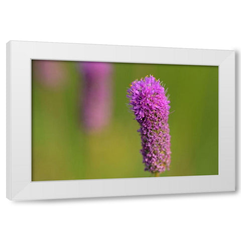 Canada-Manitoba-Winnipeg Purple prairie clover close-up White Modern Wood Framed Art Print by Jaynes Gallery