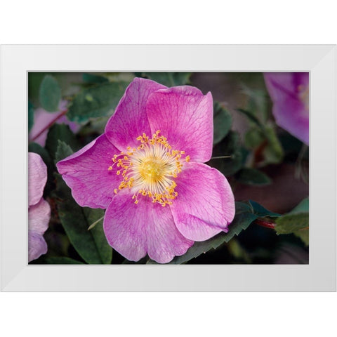 Canada-Manitoba-Nopiming Provincial Park Pink rose blossom close-up White Modern Wood Framed Art Print by Jaynes Gallery
