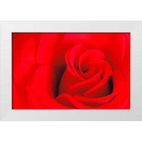 Canada-Manitoba-Winnipeg Detail of red rose White Modern Wood Framed Art Print by Jaynes Gallery