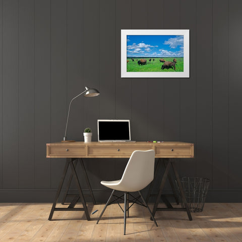 Canada-Manitoba-Riding Mountain National Park Herd of American plains bison grazing on prairie White Modern Wood Framed Art Print by Jaynes Gallery