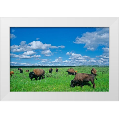 Canada-Manitoba-Riding Mountain National Park Herd of American plains bison grazing on prairie White Modern Wood Framed Art Print by Jaynes Gallery