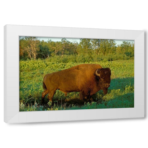 Canada-Manitoba-Riding Mountain National Park Close-up of male American plains bison White Modern Wood Framed Art Print by Jaynes Gallery
