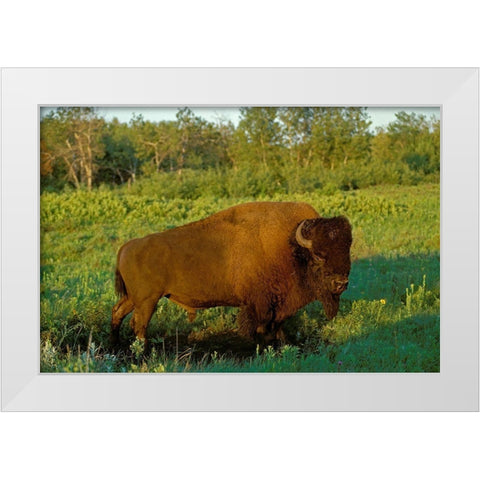 Canada-Manitoba-Riding Mountain National Park Close-up of male American plains bison White Modern Wood Framed Art Print by Jaynes Gallery