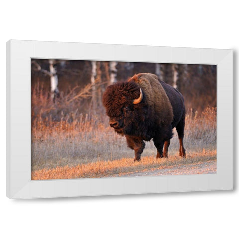 Canada-Manitoba-Riding Mountain National Park Close-up of male American plains bison White Modern Wood Framed Art Print by Jaynes Gallery