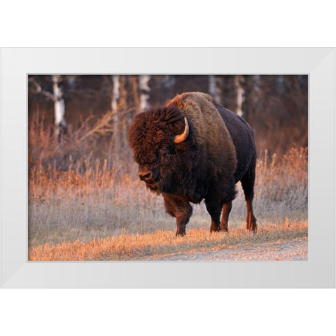 Canada-Manitoba-Riding Mountain National Park Close-up of male American plains bison White Modern Wood Framed Art Print by Jaynes Gallery