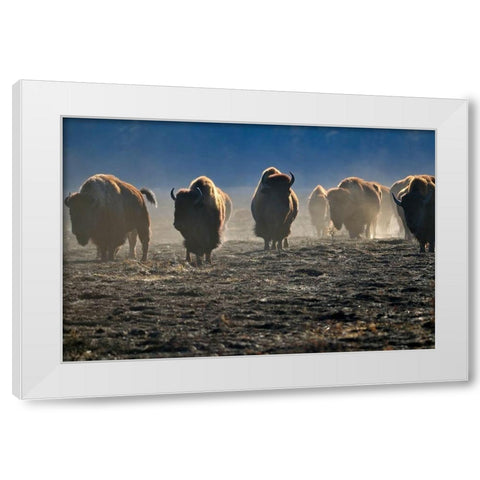 Canada-Manitoba-Riding Mountain National Park Herd of American plains bison on burned prairie White Modern Wood Framed Art Print by Jaynes Gallery