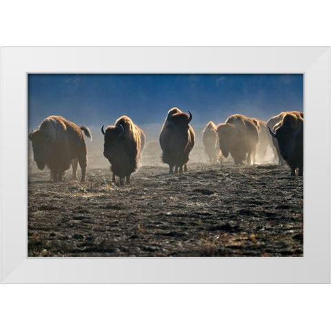 Canada-Manitoba-Riding Mountain National Park Herd of American plains bison on burned prairie White Modern Wood Framed Art Print by Jaynes Gallery